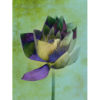 Wandbild Lotusblume, Leinwandbilder, Lotus, Lotusblume Energiebild, Harmonisierung von Raum und Mensch, feng shui bild, Wanddeko, grüne Bilder, grünes Bild, floral, Blumenbild, Blumen