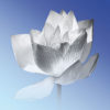 Bild Lotusblume, Mina, Bilder online kaufen, Lotusblume, Bilder für das Wohlbefinden, Wellnessbilder, Energiebilder, Feng Shui bilder, Wanddeko, Leinwandbilder