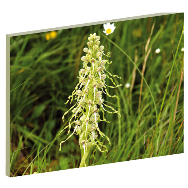 Bocksriemenzunge, Schweizer Orchideen, Pflanzen-Wandbilder, Blumen Wandbilder, Natur, Energiebild