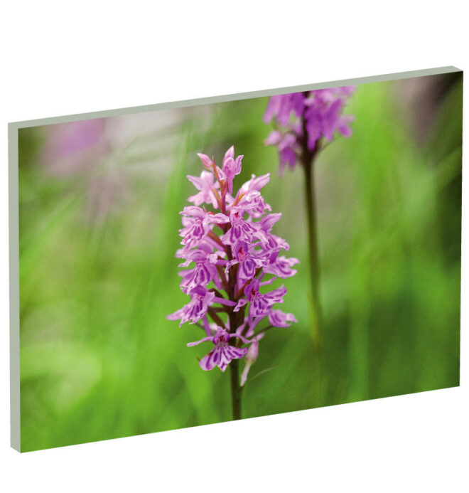 Geflecktes Knabenkraut, Schweizer Orchideen, Pflanzen-Wandbilder, Blumen Wandbilder, Natur, Energiebild