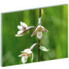 Sumpf-Stendelwurz, Schweizer Orchideen, Pflanzen-Wandbilder, Blumen Wandbilder, Natur, Energiebild
